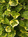 Hydrangea anomala subsp petiolaris Mirranda IMG_6650 Hortensja pnąca